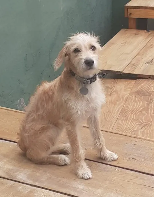 Cão filhote de pelo caramelo sentado em um deck de madeira, disponível para adoção
