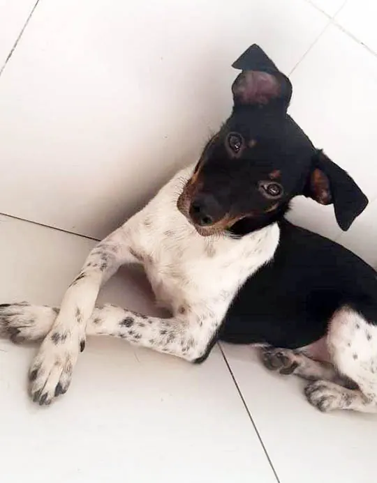 Cão preto e branco deitado com a cabeça inclinada, disponível para adoção