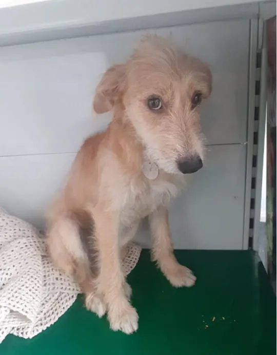 Cão de pelo claro e olhar tímido, disponível para adoção