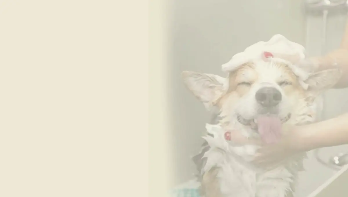 Cachorro tomando banho com espuma na cabeça
