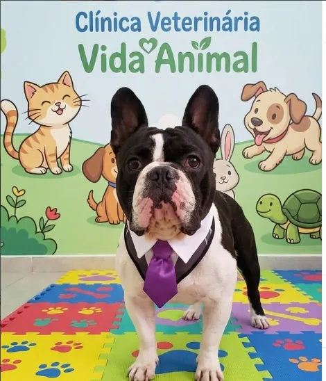 Buldogue francês de gravata roxa posando no espaço da Clínica Veterinária Vida Animal