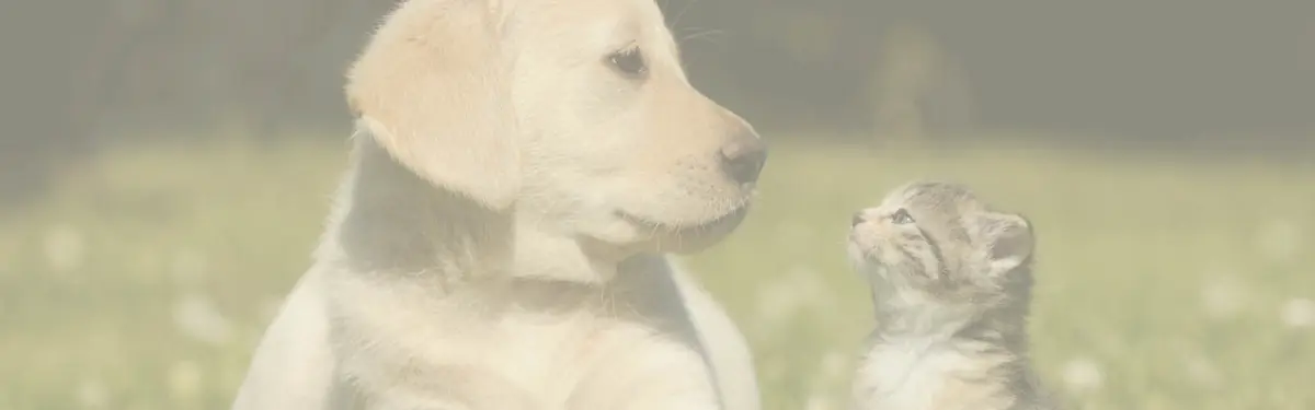 Cão e gato juntos, representando os produtos do pet shop Vida Animal