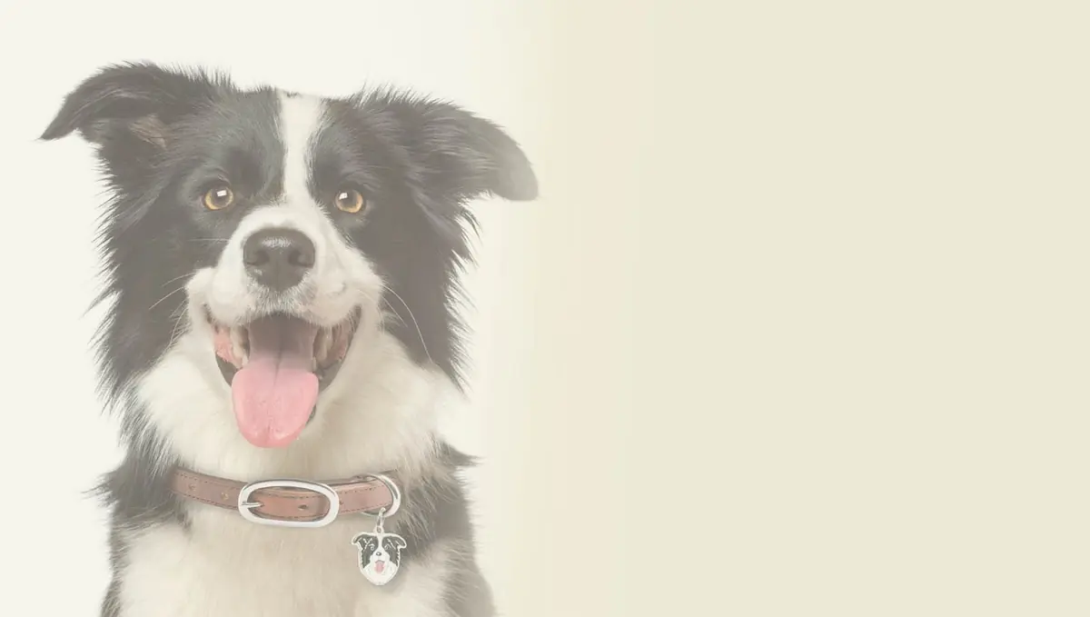 Cão sorridente olhando para a câmera
