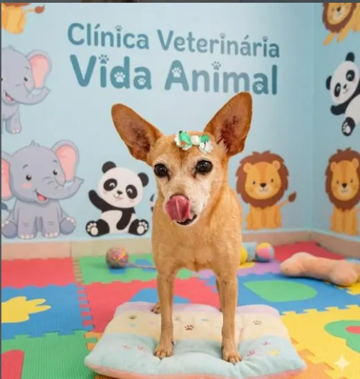 Cachorrinha com laço na cabeça no espaço decorado da Clínica Veterinária Vida Animal
